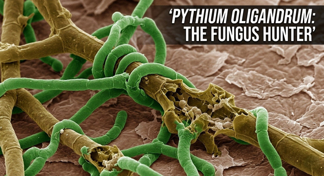 How Pythium oligandrum Could Be the Ultimate Biological Cure for Foot Fungus