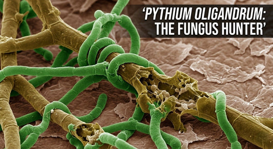 How Pythium oligandrum Could Be the Ultimate Biological Cure for Foot Fungus